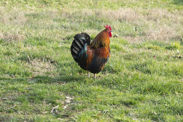 rooster and hen in the farm