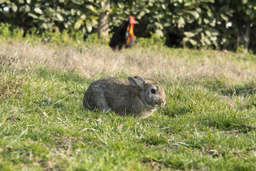 rooster and rabbit