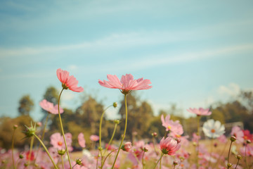 Cosmos flower blossom in garden © wittybear
