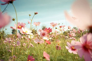 Photo sur Plexiglas Pour elle Fleur de fleur de cosmos dans le jardin