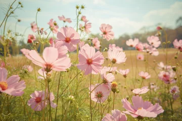 Photo sur Plexiglas Fleurs Cosmos flower blossom in garden