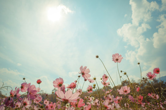 Fototapeta Cosmos flower blossom in garden