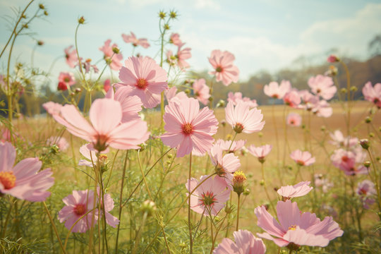 Fototapeta Cosmos flower blossom in garden