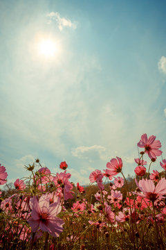 Fototapeta Cosmos flower blossom in garden