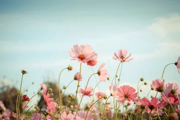 Fotobehang Kosmos bloem bloesem in de tuin © wittybear