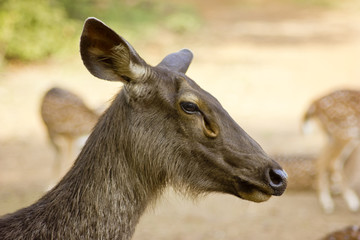 Huge White-tailed Buck