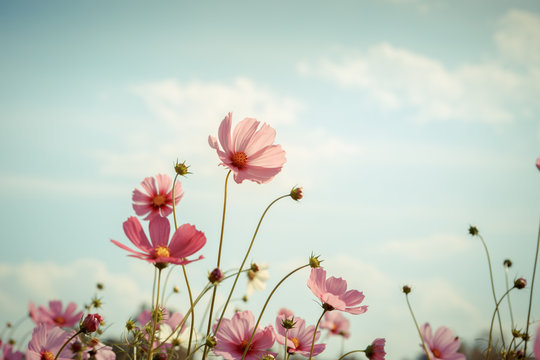 Fototapeta Cosmos flower blossom in garden