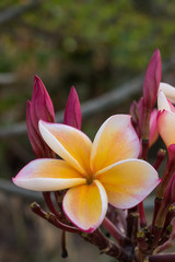 Plumeria or Frangipani Flowers