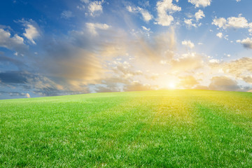 Fototapeta na wymiar Field of green grass and blue sky