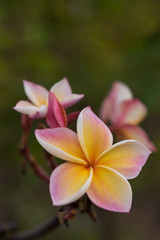 Plumeria or Frangipani Flowers