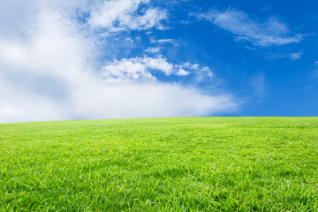 Field of green grass and blue sky © ABCDstock
