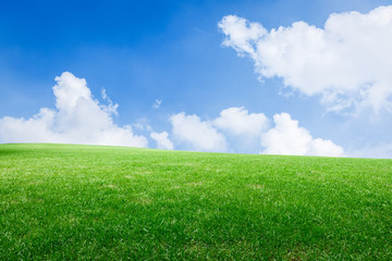 Field of green grass and blue sky