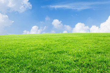 Fototapeta premium Field of green grass and blue sky