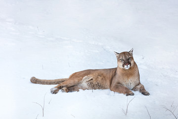 Obraz premium Puma w lesie, Mountain Lion, samotny kot na śniegu