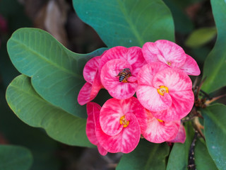 Obraz premium Euphorbia milii (crown of thorns, Christ plant, Christ thorn)
