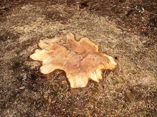 切られたばかりのメタセコイア