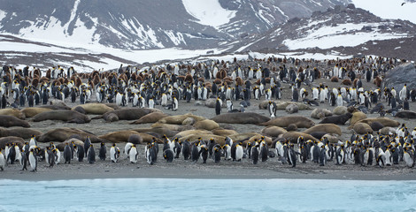 King Penguins and their choices with elephant seals on South Georgia Island