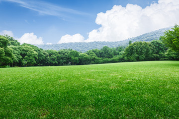 Naklejka premium Field of green grass and blue sky