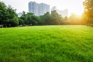 Green grass and sunshine in the city park