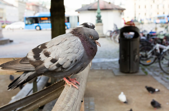City pigeon at Brunnsparken in Gothenburg, Sweden.
