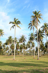Coconut Palms