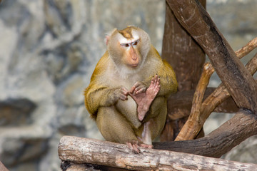 Rhesus Macaque  monkey 
