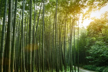 Crédence en verre imprimé Bambou Forêt de bambous verts en été