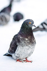 wild pigeons in winter on snow