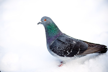 wild pigeons in winter on snow