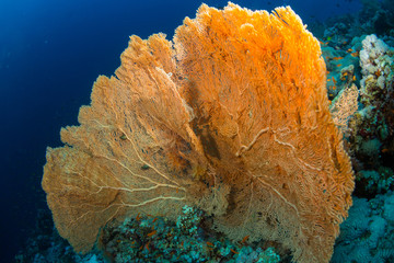 Gorgonaria