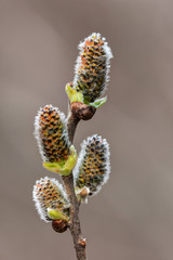 willow buds in the foreground