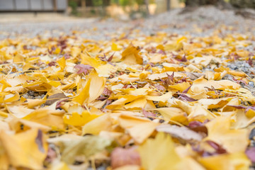 Ginkgo biloba leaves