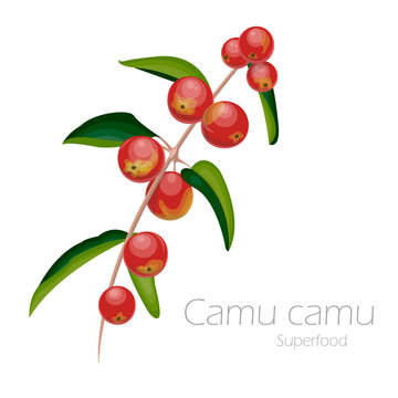 Illustration of camu camu.