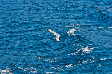 Naklejka premium Closeup of a seagull flying over Aegean sea near mountain Athos, Greece