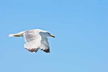 Closeup of a seagull flying over Aegean sea near mountain Athos, Greece