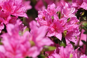 ピンクのツツジ