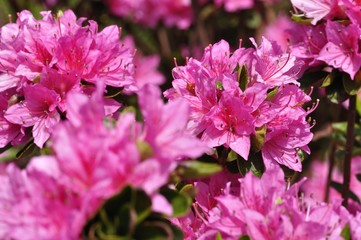 ピンクのツツジ