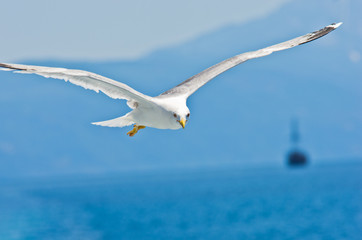 Closeup of a seagull flying over Aegean sea near mountain Athos, Greece