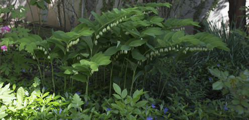 Cultivated lily of the valley.