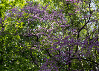 Fototapeta na wymiar Blooming ornamental plum tree.