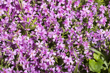 Fototapeta premium Dewdrops on pink flowers.