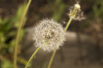 Dandelion seeds hairy.