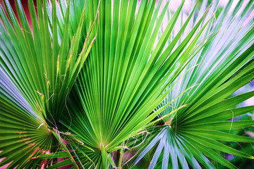 Obraz na płótnie Canvas Close-up of green palm leaves. Palm leaves background. Shallow depth of field. Selective focus.