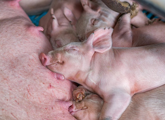 little newborn piglets sleeping © HB511