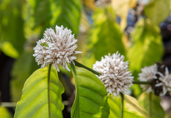 coffee blossom white color flower of coffee tree