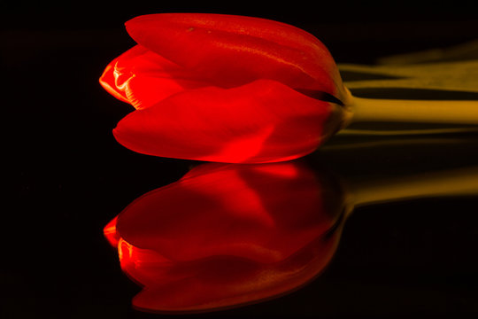 Tulpe