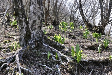 若葉のバイケイソウ