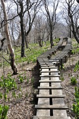 木道の山道