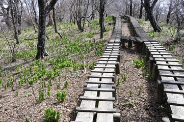Fototapeta premium 木道の山道