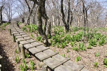 木道の山道